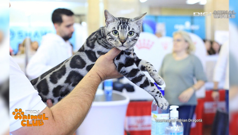 DAC FIFE WORLD SHOW 6