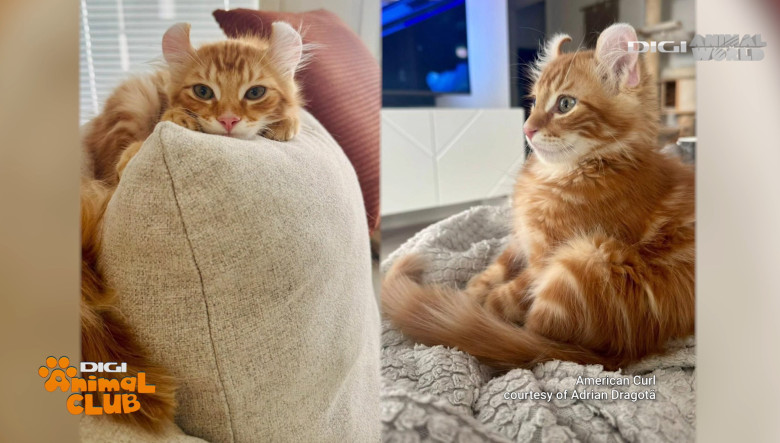 DAC FIFE WORLD SHOW 9