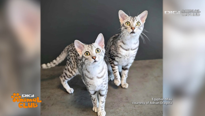 DAC FIFE WORLD SHOW 10