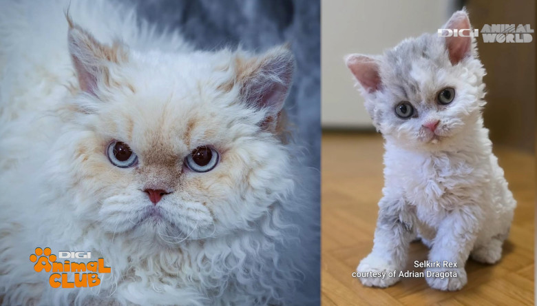 DAC FIFE WORLD SHOW 11