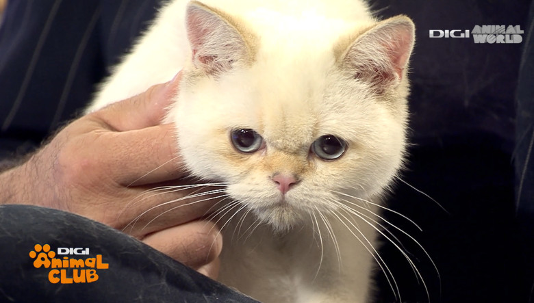 DAC FIFE WORLD SHOW 17