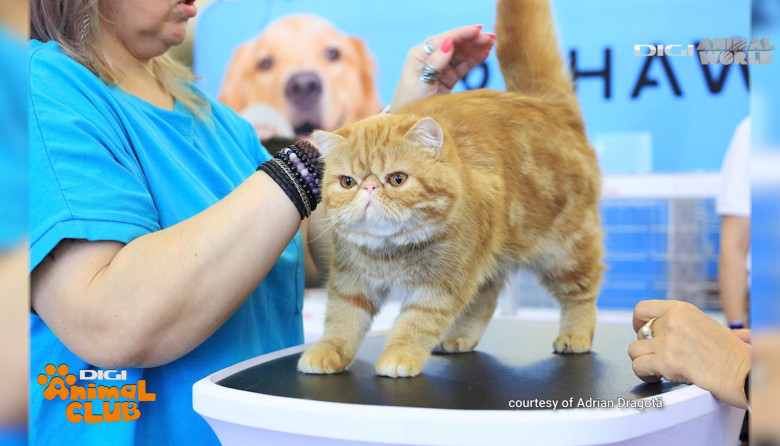 DAC FIFE WORLD SHOW 16