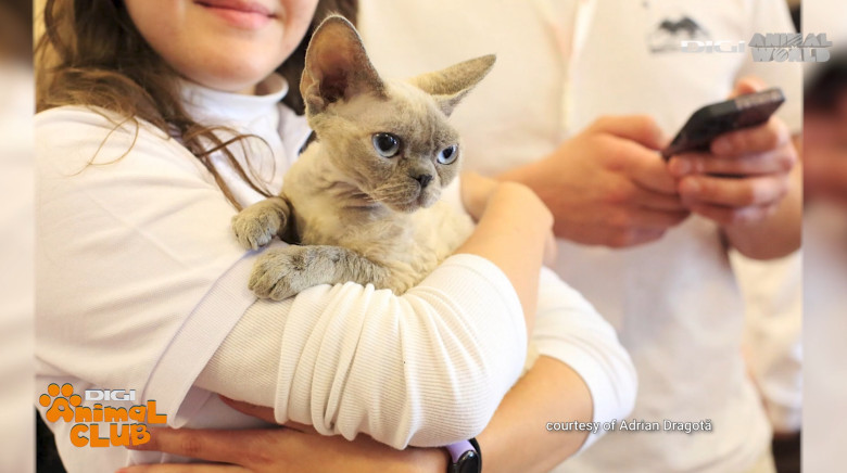 DAC FIFE WORLD SHOW 19