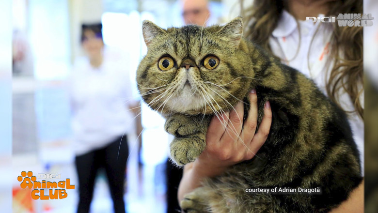 DAC FIFE WORLD SHOW 23