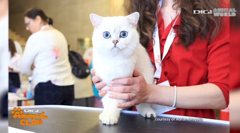 DAC FIFE WORLD SHOW 25