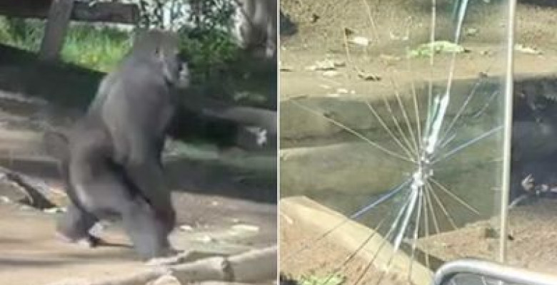O gorilă a spart geamul incintei în fața vizitatorilor/ Foto: Captură video