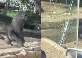 O gorilă a spart geamul incintei în fața vizitatorilor/ Foto: Captură video