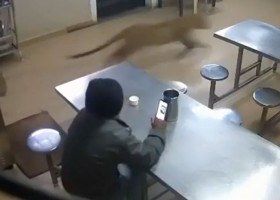 Moment de groază la un hotel din India. Un leopard sălbatic a năvălit în sala de mese în timp ce un bărbat își lua prânzul/ Foto: Captură video