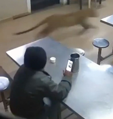 Moment de groază la un hotel din India. Un leopard sălbatic a năvălit în sala de mese în timp ce un bărbat își lua prânzul/ Foto: Captură video