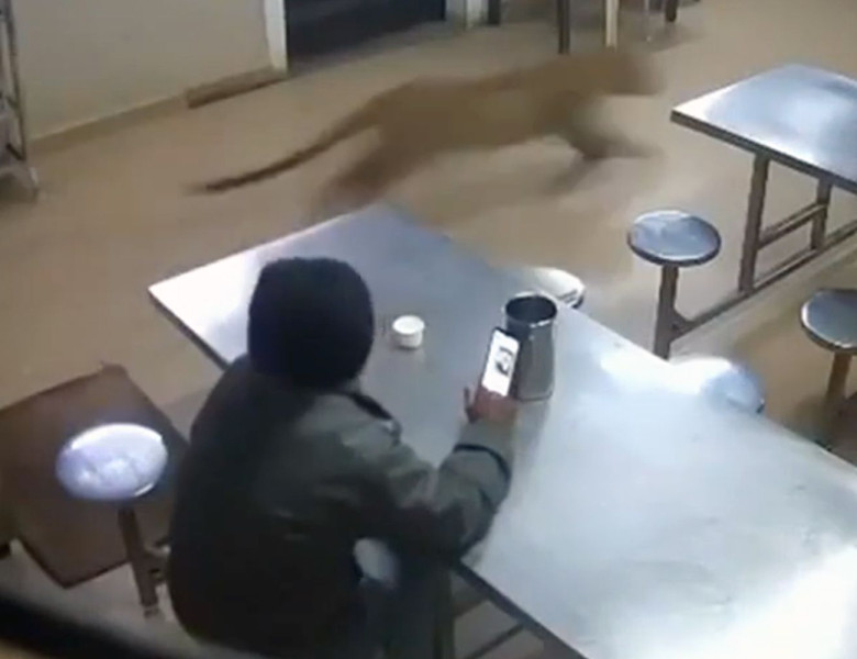 Moment de groază la un hotel din India. Un leopard sălbatic a năvălit în sala de mese în timp ce un bărbat își lua prânzul/ Foto: Captură video