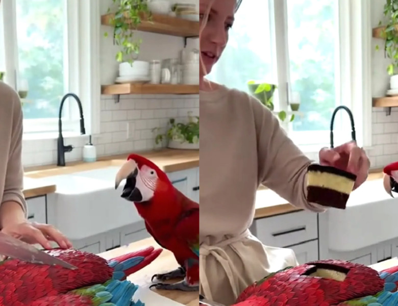 Reacția unui papagal atunci când stăpâna sa taie un tort în formă de pasăre/ Foto: Captură video