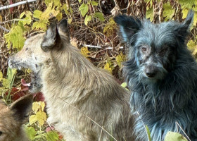 Câini cu blană albastră, observaţi la Cernobîl/ Foto: Facebook Clean Futures Fund