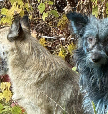 Câini cu blană albastră, observaţi la Cernobîl/ Foto: Facebook Clean Futures Fund