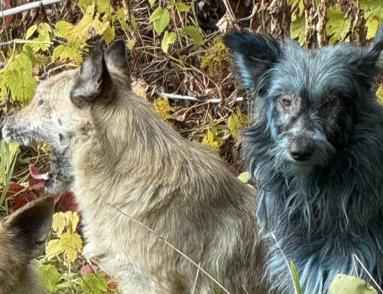 Câini cu blană albastră, observaţi la Cernobîl/ Foto: Facebook Clean Futures Fund