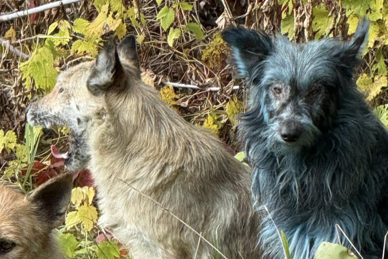 Câini cu blană albastră, observaţi la Cernobîl/ Foto: Facebook Clean Futures Fund
