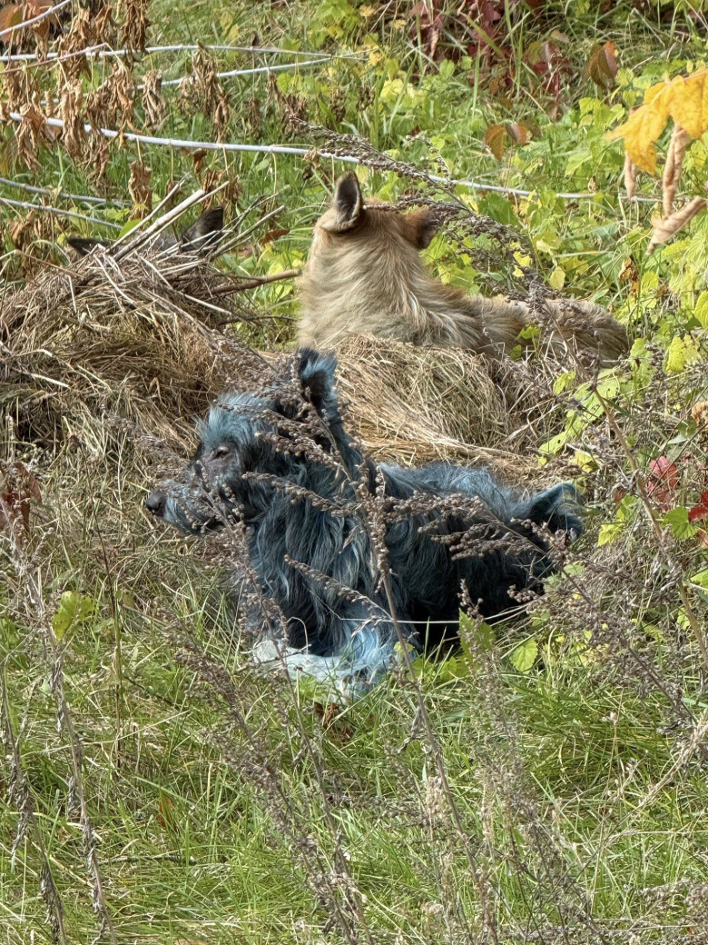 Câini cu blană albastră, observaţi la Cernobîl/ Foto: Facebook Clean Futures Fund