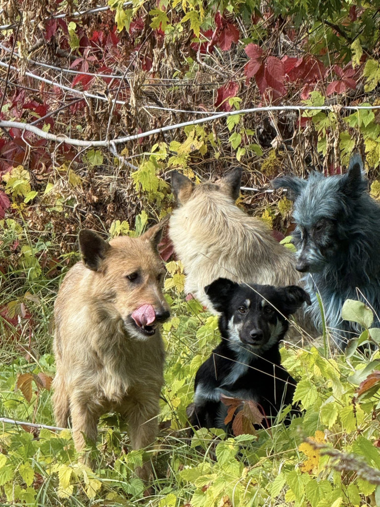 Câini cu blană albastră, observaţi la Cernobîl/ Foto: Facebook Clean Futures Fund