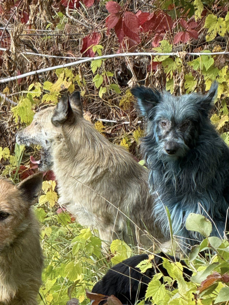 Câini cu blană albastră, observaţi la Cernobîl/ Foto: Facebook Clean Futures Fund