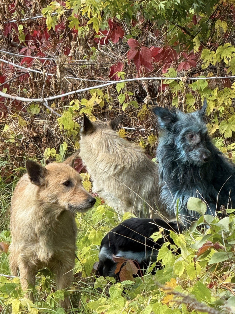 Câini cu blană albastră, observaţi la Cernobîl/ Foto: Facebook Clean Futures Fund