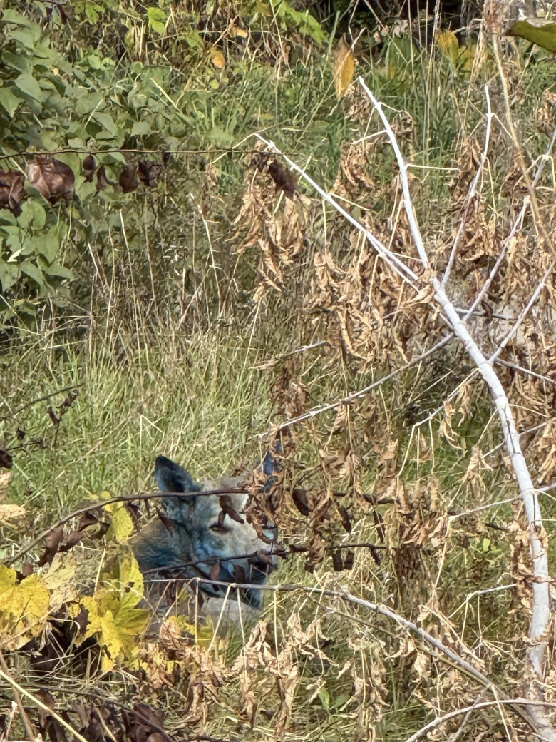 Câini cu blană albastră, observaţi la Cernobîl/ Foto: Facebook Clean Futures Fund