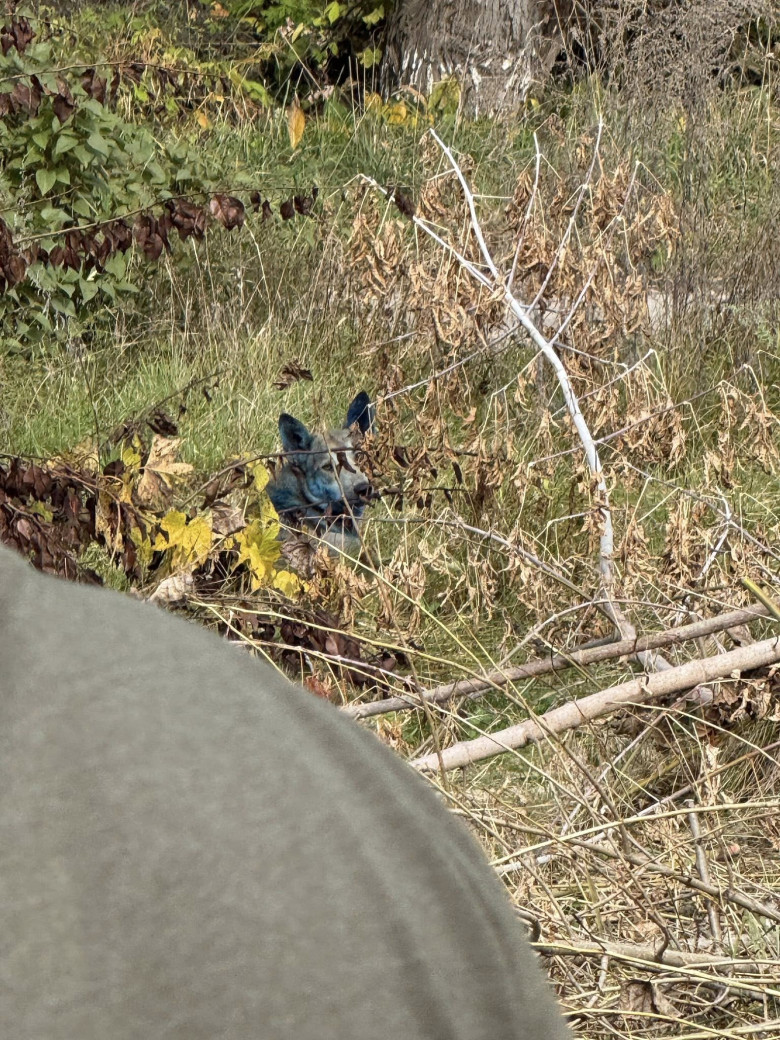 Câini cu blană albastră, observaţi la Cernobîl/ Foto: Facebook Clean Futures Fund