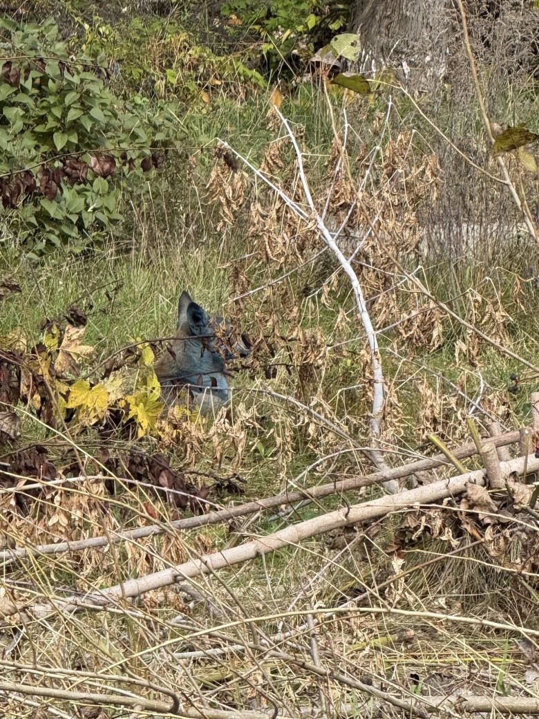 Câini cu blană albastră, observaţi la Cernobîl/ Foto: Facebook Clean Futures Fund