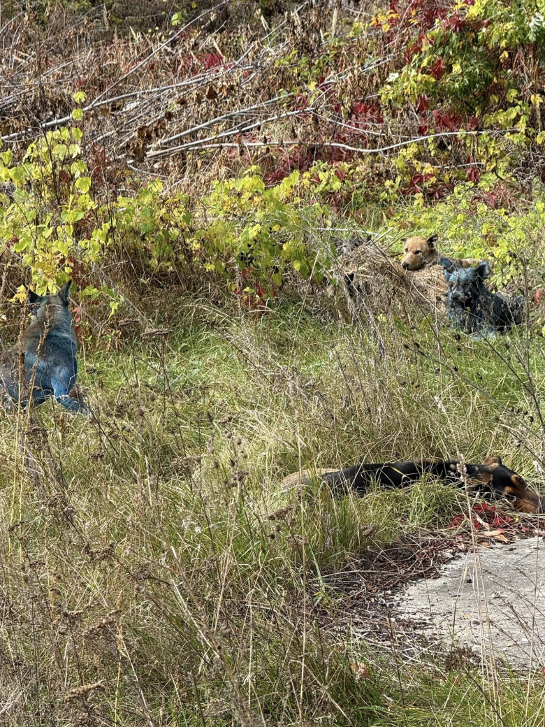Câini cu blană albastră, observaţi la Cernobîl/ Foto: Facebook Clean Futures Fund