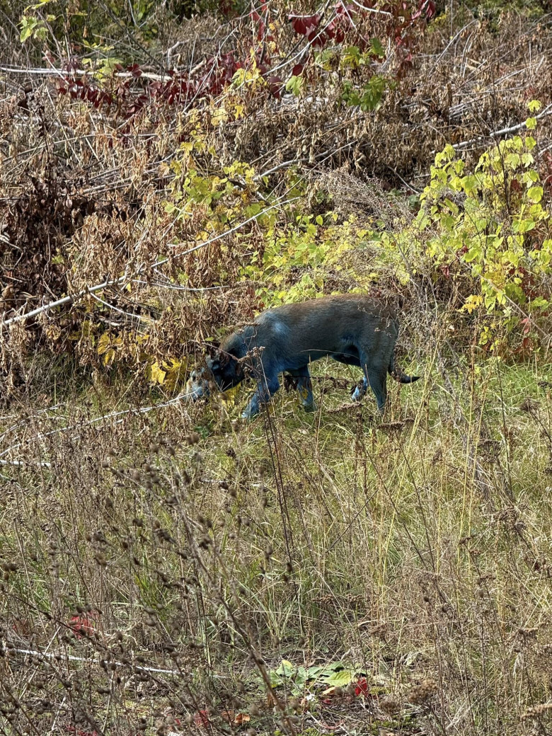 Câini cu blană albastră, observaţi la Cernobîl/ Foto: Facebook Clean Futures Fund