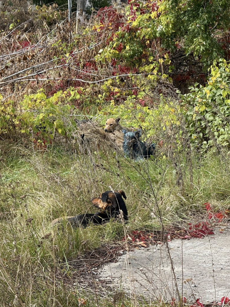 Câini cu blană albastră, observaţi la Cernobîl/ Foto: Facebook Clean Futures Fund