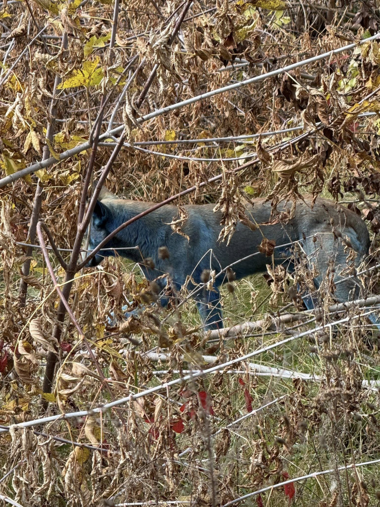 Câini cu blană albastră, observaţi la Cernobîl/ Foto: Facebook Clean Futures Fund