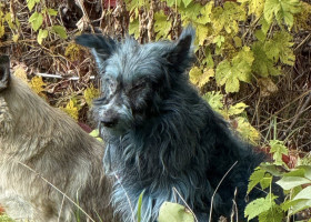 Câini cu blană albastră, observaţi la Cernobîl/ Foto: Facebook Clean Futures Fund