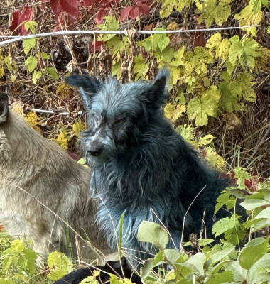Câini cu blană albastră, observaţi la Cernobîl/ Foto: Facebook Clean Futures Fund