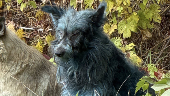 Misterul câinilor „albaștri” de la Cernobîl, demontat de un om de știință. Explicația surprinzătoare nu are legătură cu radiațiile