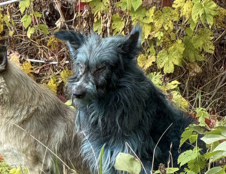 Câini cu blană albastră, observaţi la Cernobîl/ Foto: Facebook Clean Futures Fund