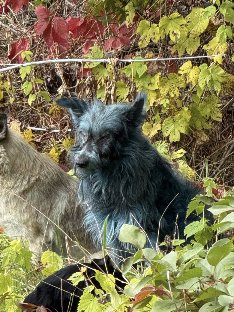 Câini cu blană albastră, observaţi la Cernobîl/ Foto: Facebook Clean Futures Fund