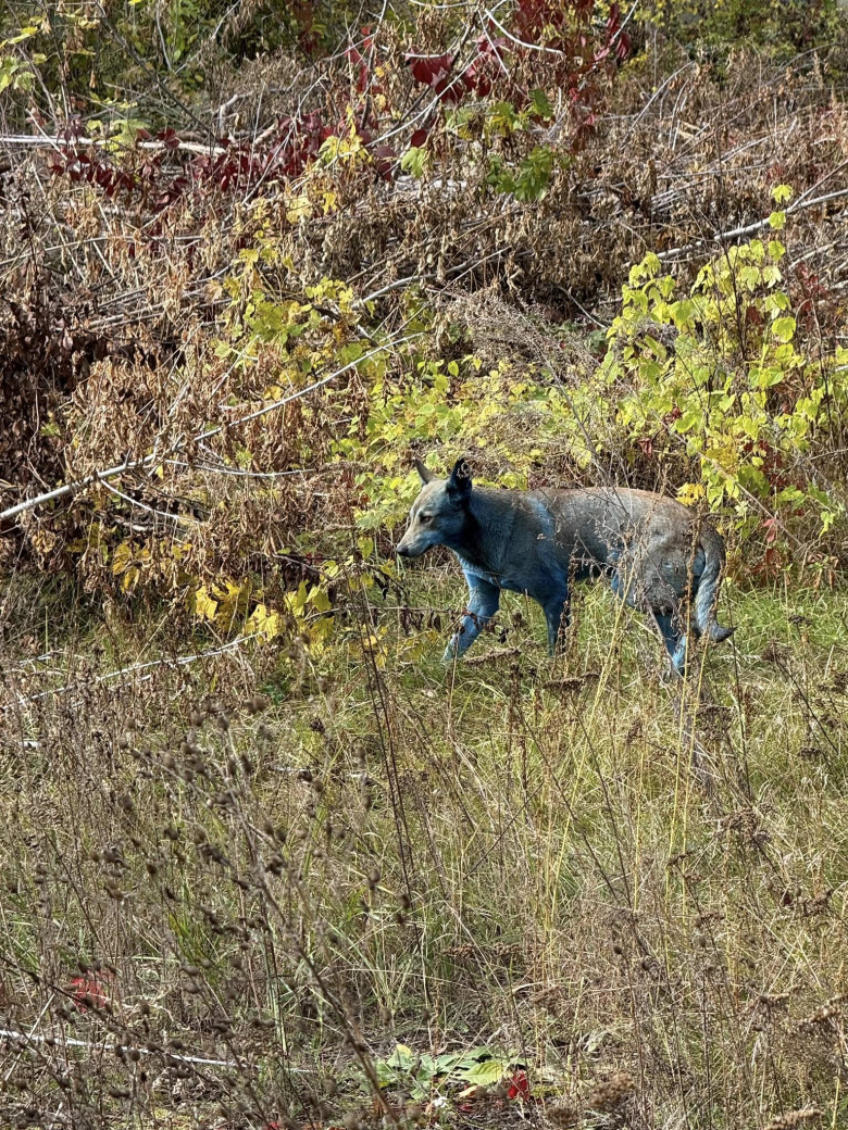Câini cu blană albastră, observaţi la Cernobîl/ Foto: Facebook Clean Futures Fund