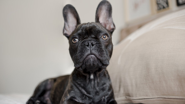 E o rasă adorată, dar controversată. Un veterinar susține că buldogul francez „ar trebui interzis”