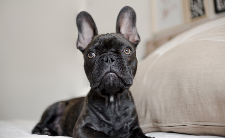 Buldog Francez