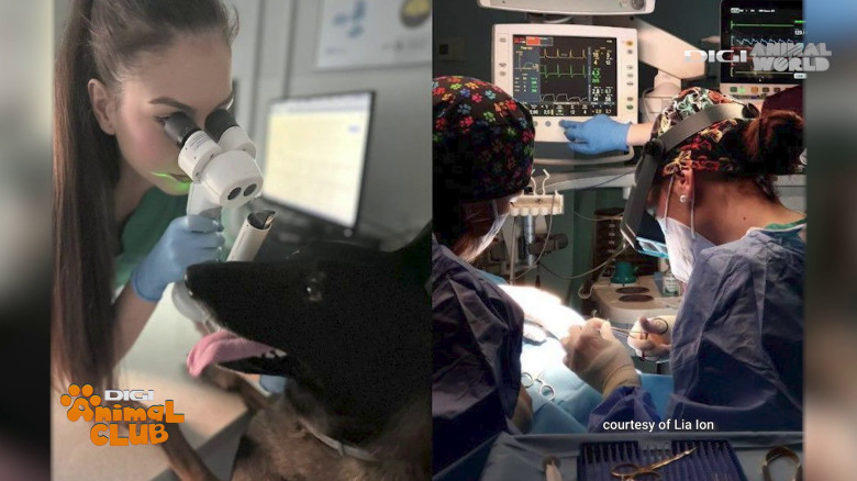 DAC Oftalmologie veterinară (1)