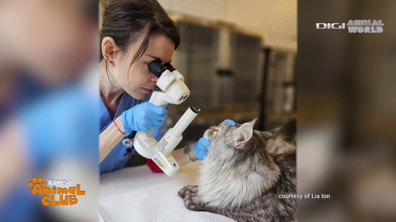 DAC Oftalmologie veterinară (2)