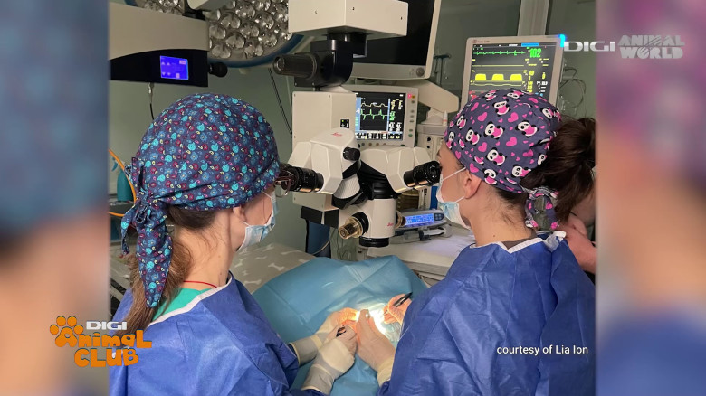 DAC Oftalmologie veterinară (8)