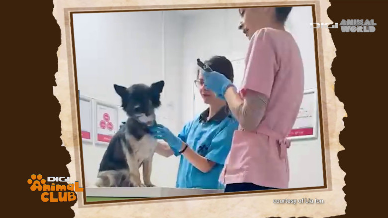 DAC Oftalmologie veterinară (6)