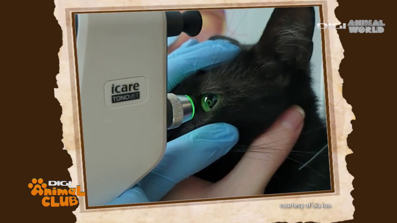 DAC Oftalmologie veterinară (9)