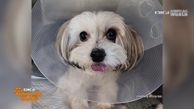 DAC Oftalmologie veterinară (10)