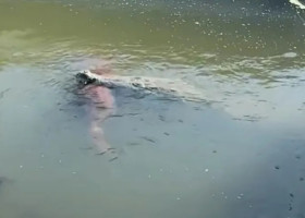 Crocodil uriaș, filmat cu un câine în gură într-un canal din Florida/ Foto: Captură video