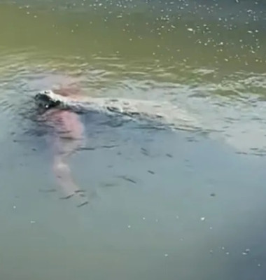 Crocodil uriaș, filmat cu un câine în gură într-un canal din Florida/ Foto: Captură video