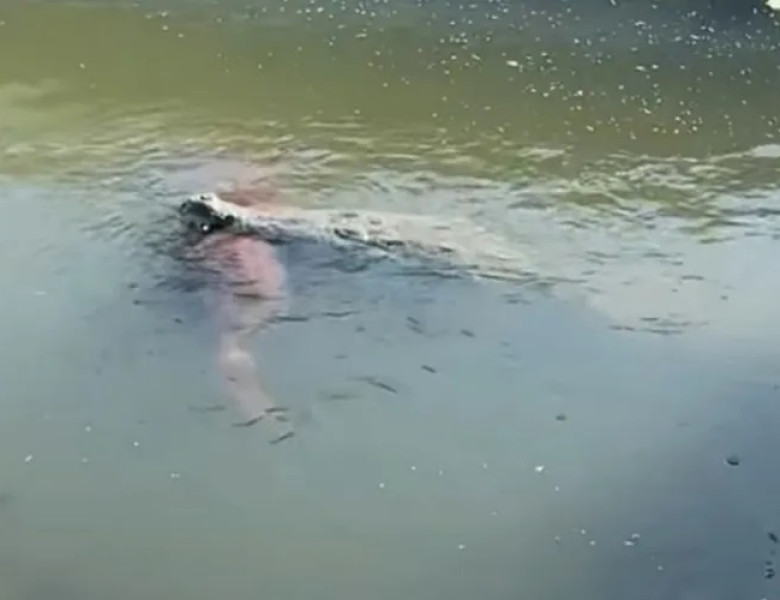 Crocodil uriaș, filmat cu un câine în gură într-un canal din Florida/ Foto: Captură video