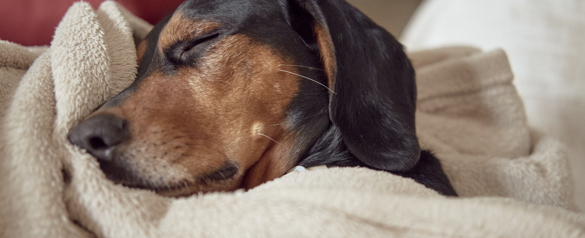 Cum să-ți faci cățelul să doarmă toată noaptea/ Freepik