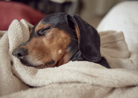 Cum să-ți faci cățelul să doarmă toată noaptea/ Freepik