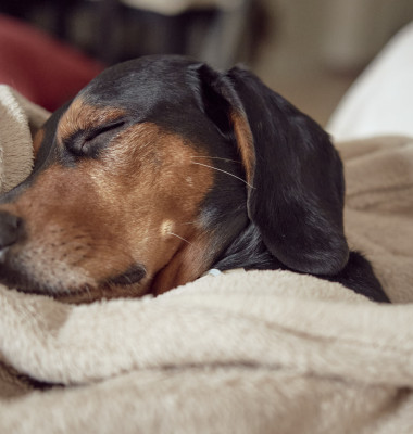 Cum să-ți faci cățelul să doarmă toată noaptea/ Freepik